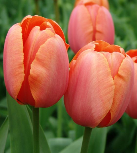 Tulipa Apricot Impression