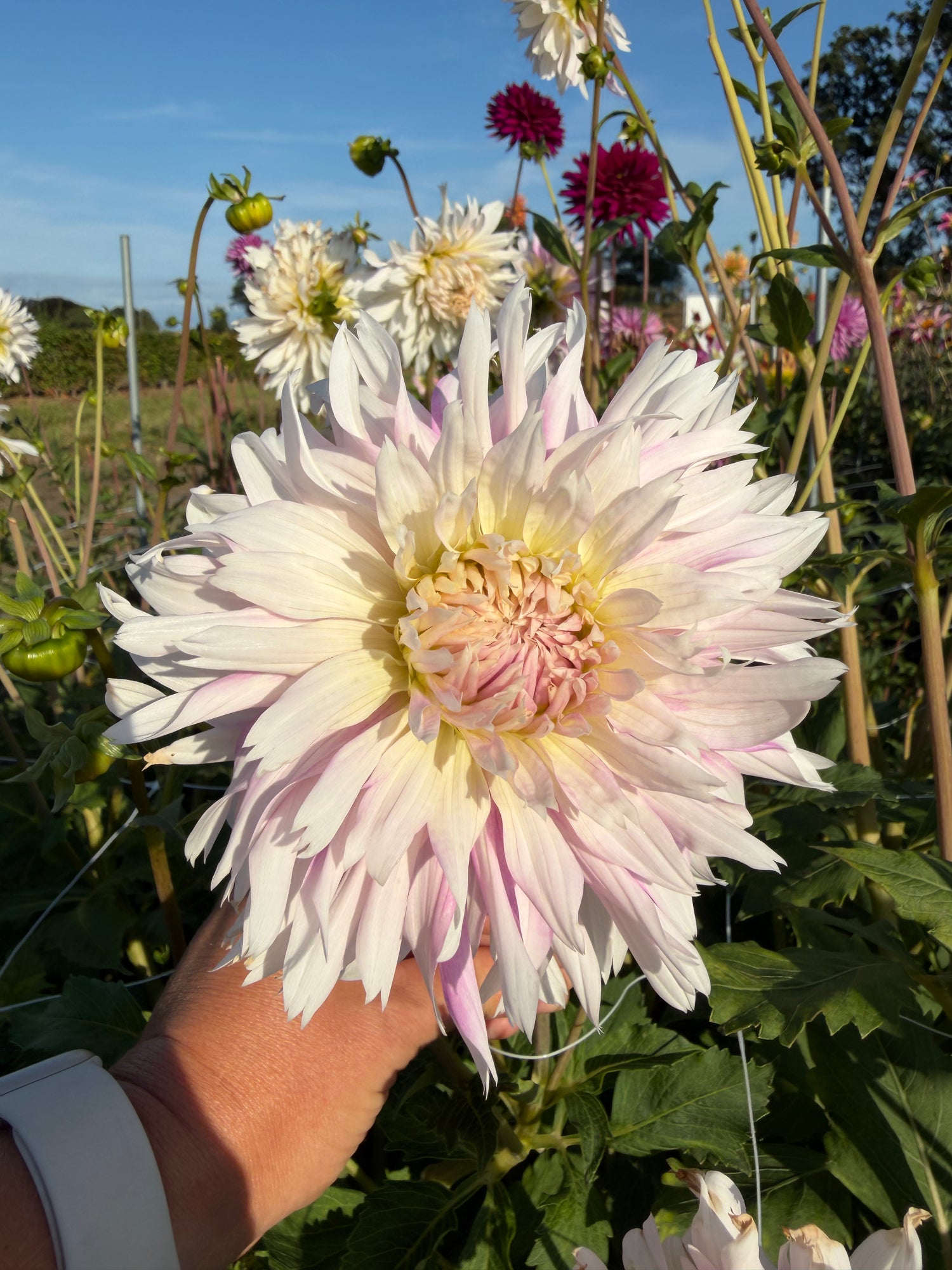 Dahlia Table Dancer