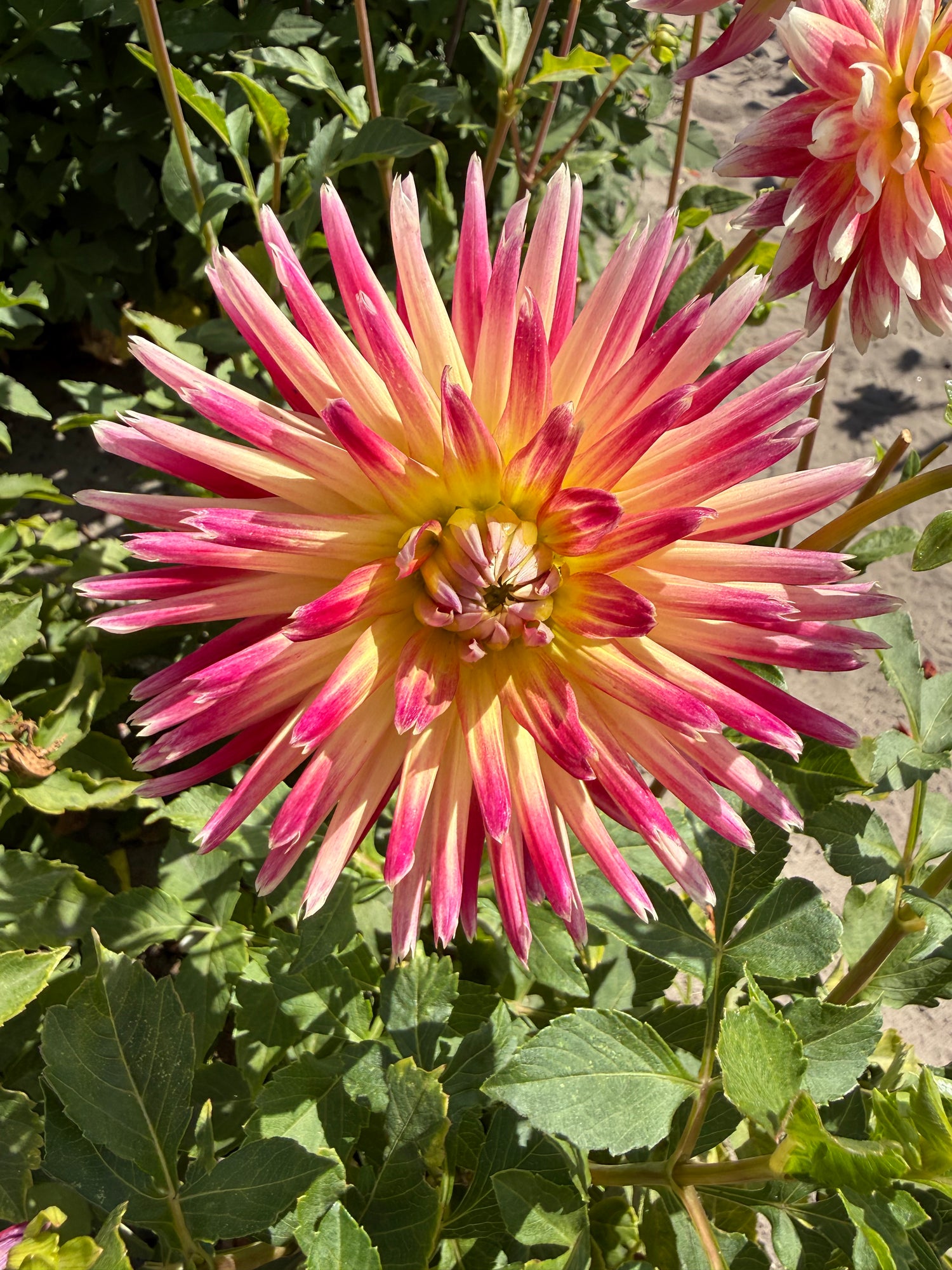 Dahlia Tahiti Sunrise