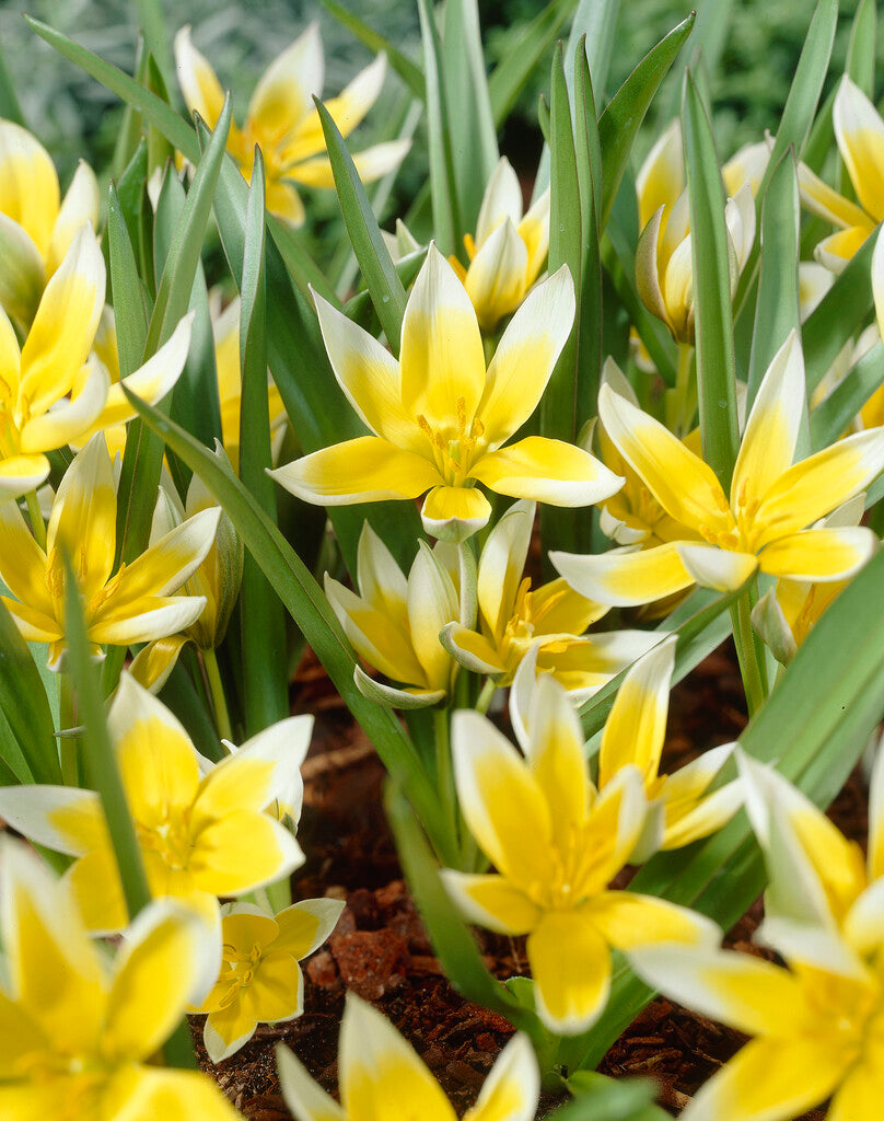 Tulipa Tarda