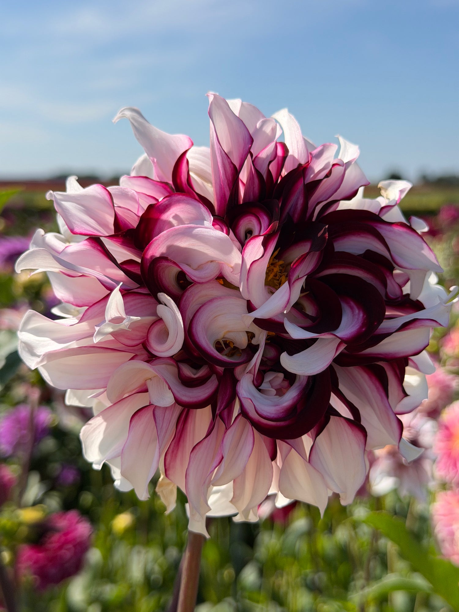 Dahlia Tartan