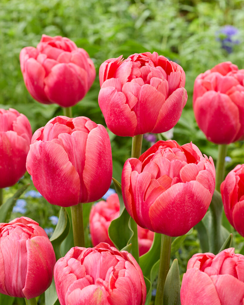 Tulipa Etched Salmon