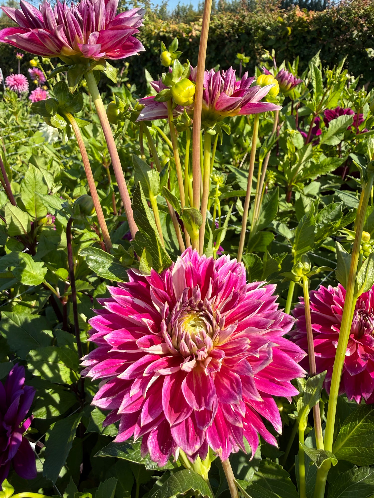 Dahlia Temple of Beauty
