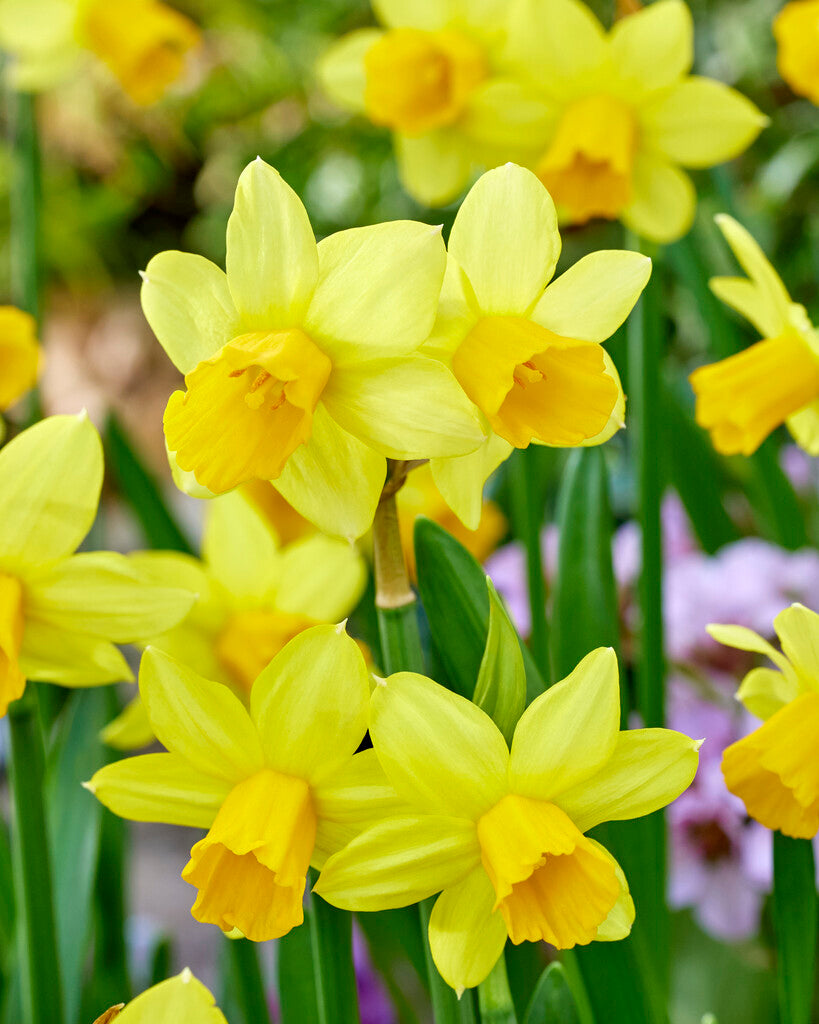 Narcissus Tête à Tête