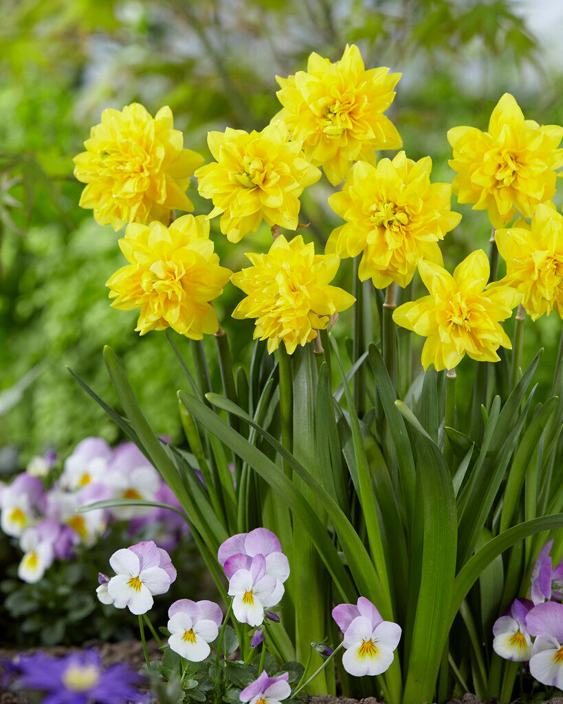 Narcissus Head of Luxury
