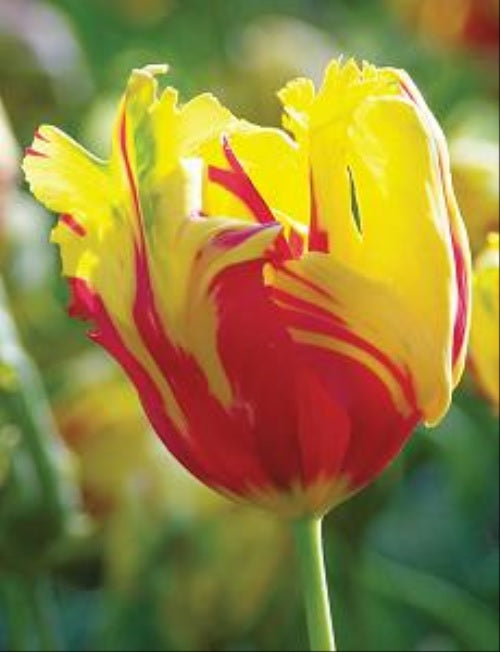 Tulpe Texas Flame