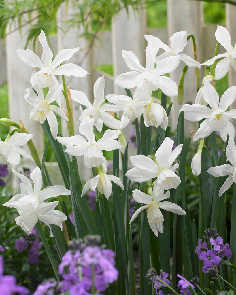 Narcissus Thalia
