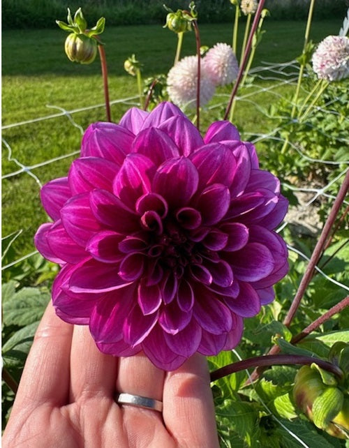 Dahlia Thomas A. Edison