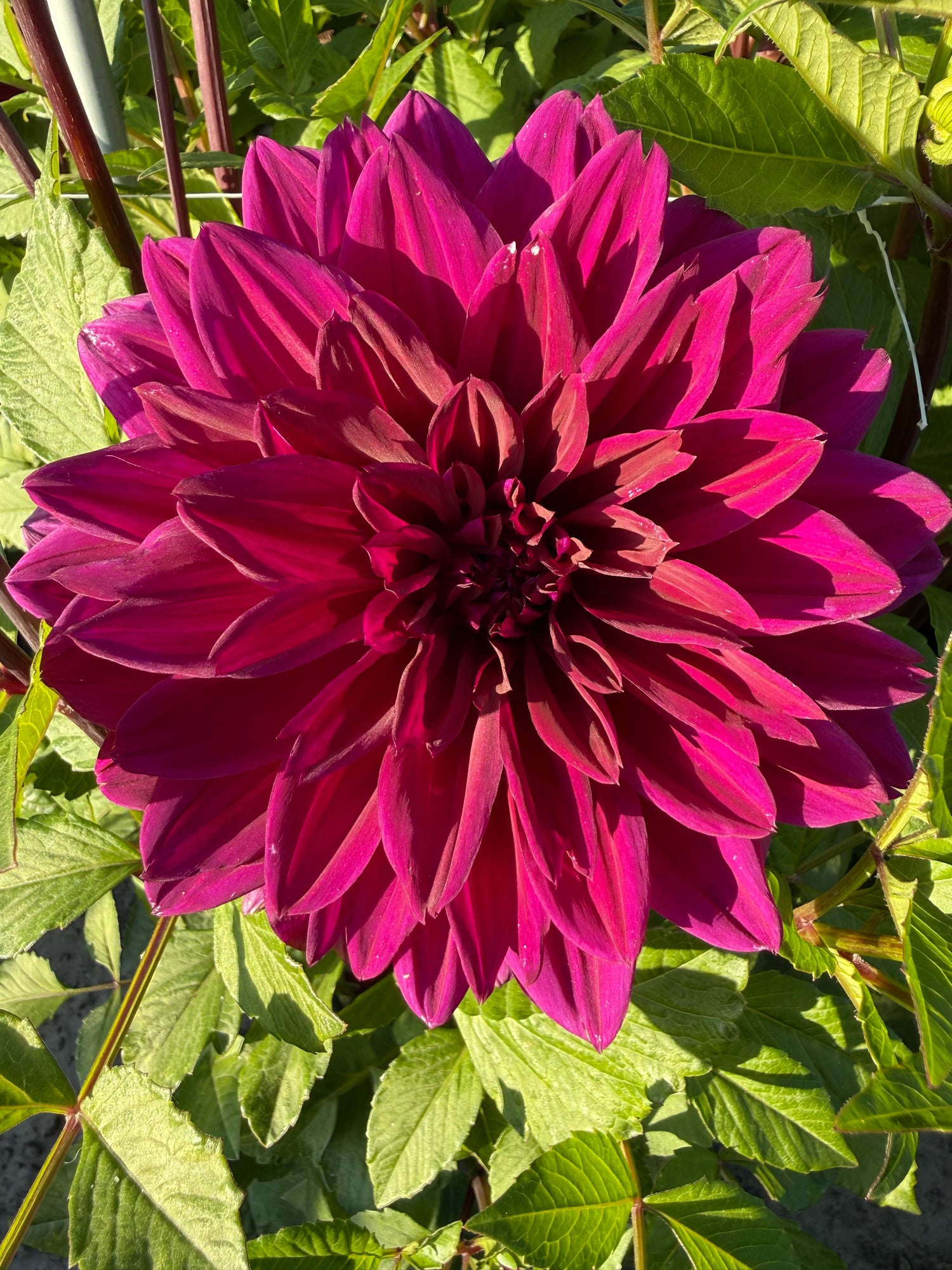 dahlia thomas a. edison