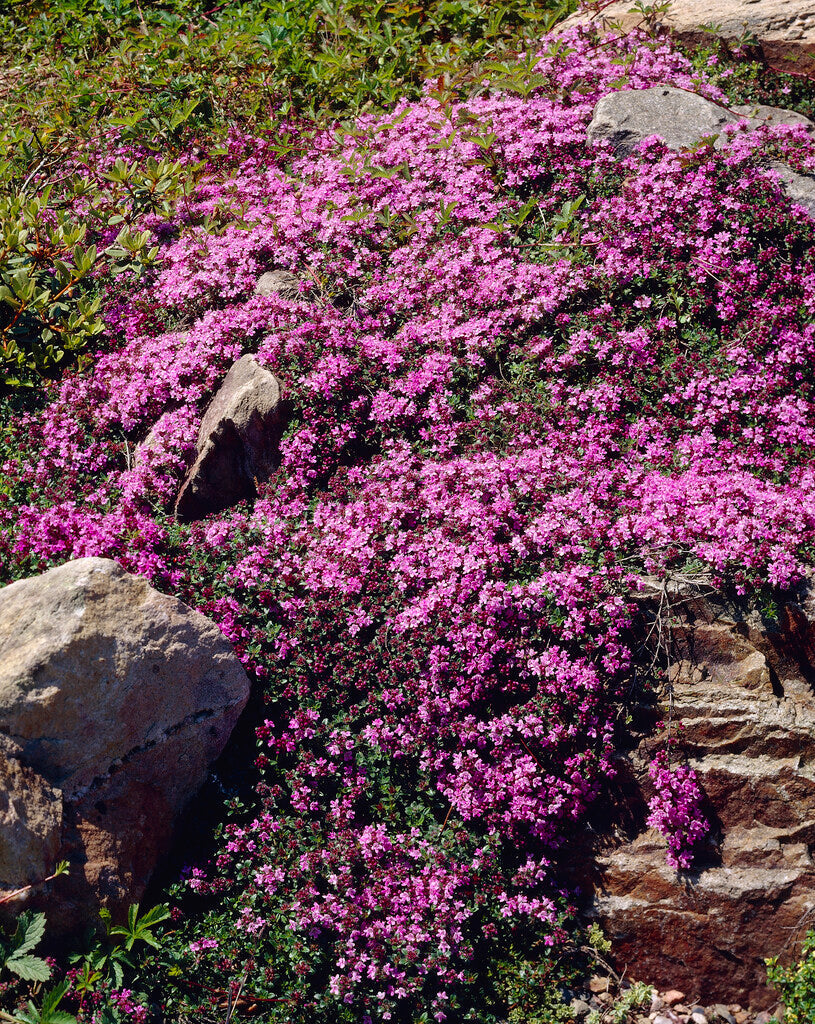 Thymus Minor