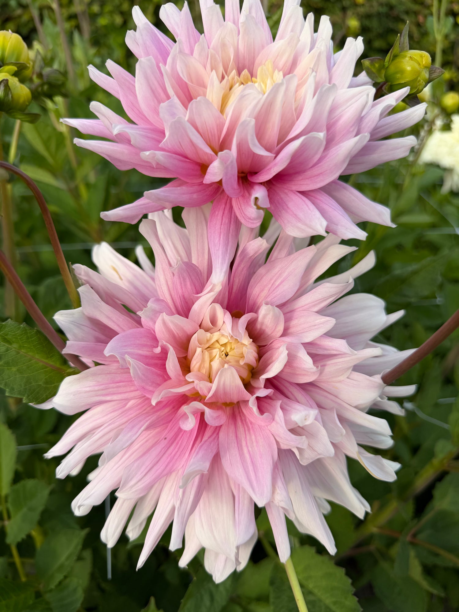 Dahlia Titan Dulcina