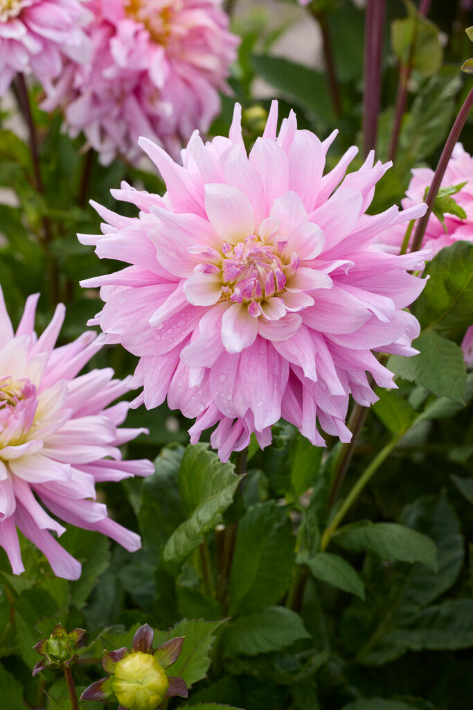 Dahlia Titan Dulcina