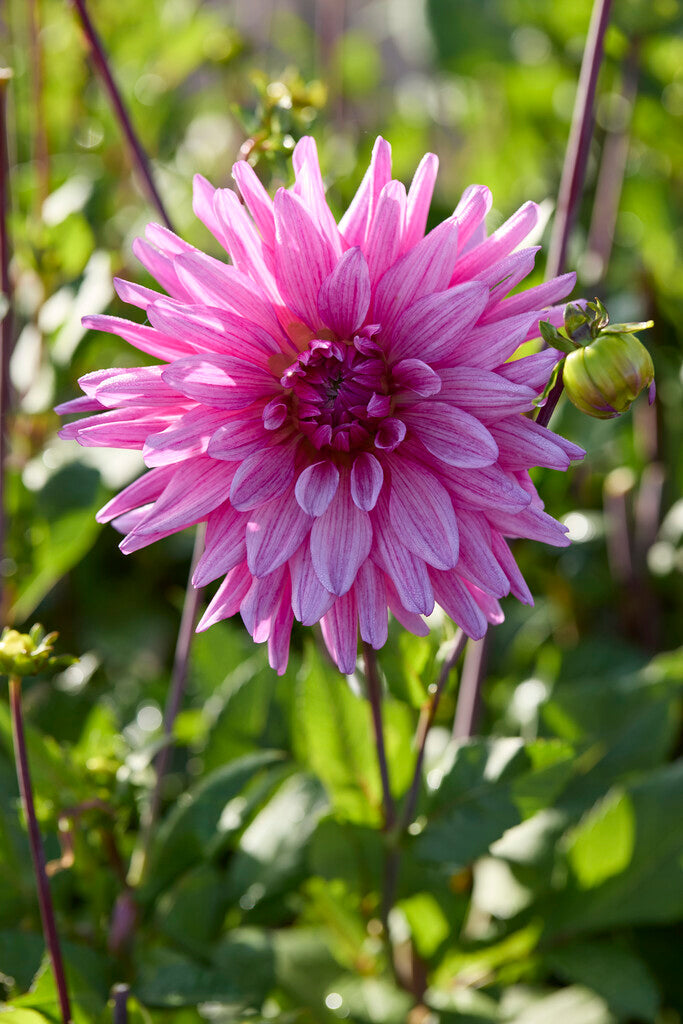 Dahlia Titan Magenta