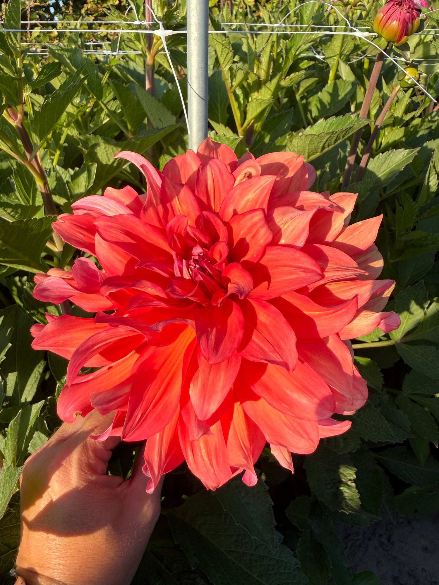 Dahlia Titan Spectra