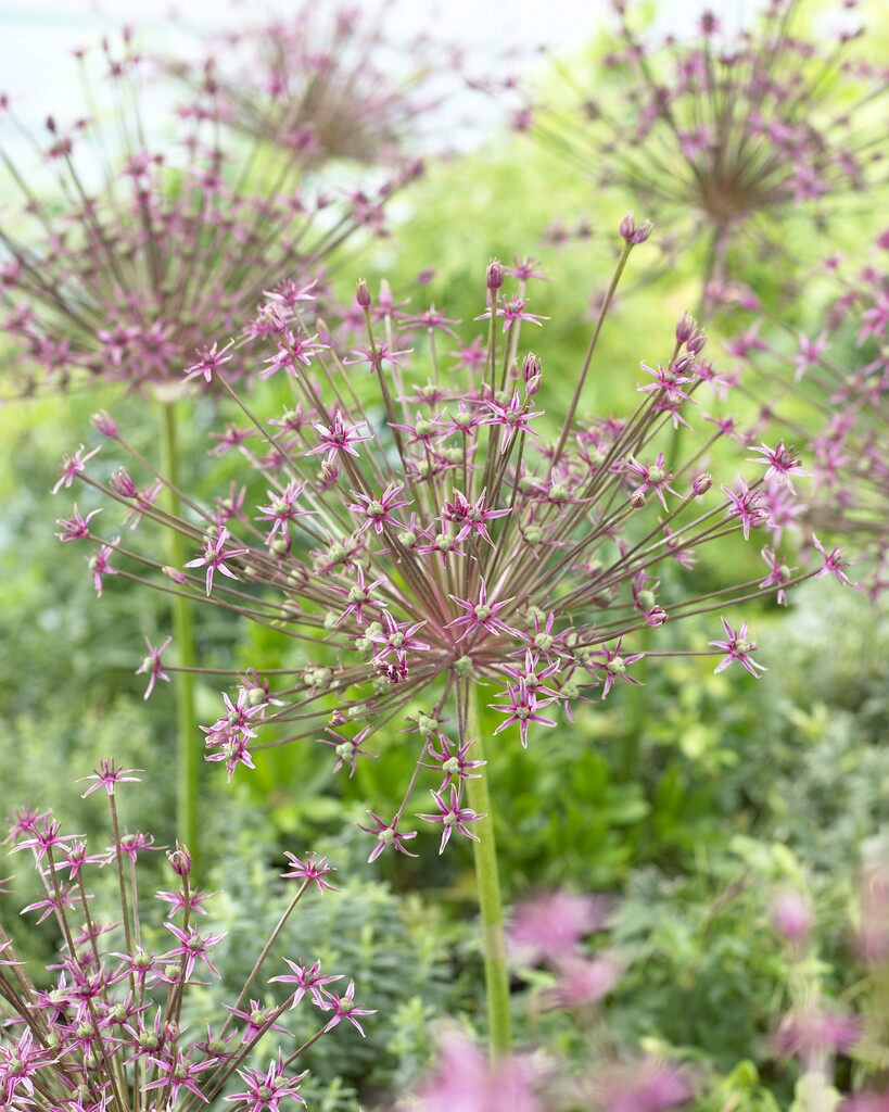 Allium Toabago