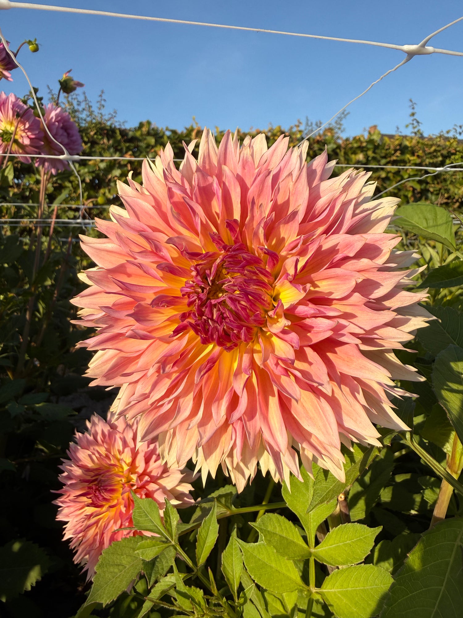 Dahlia Tompoes