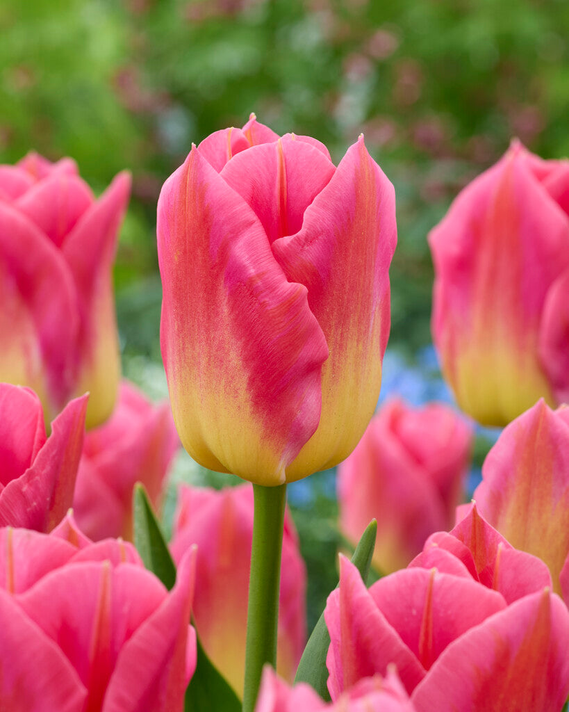 Tulipa Tom Pouce