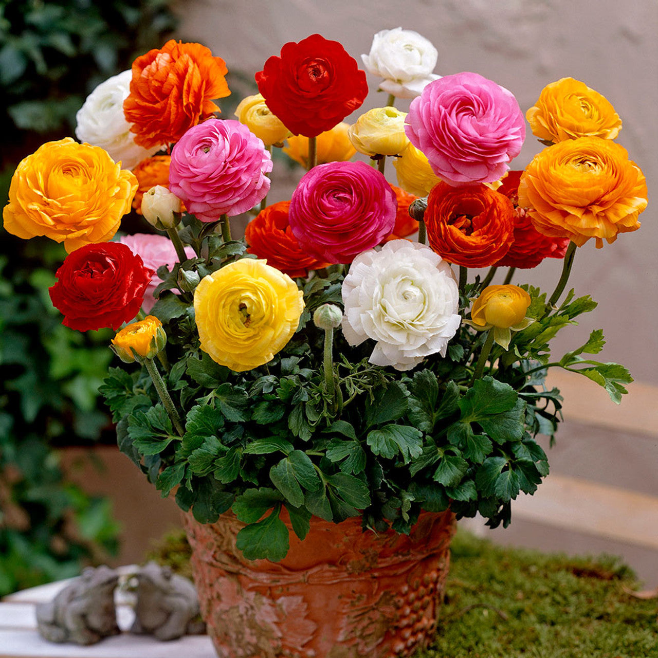 Ranunculus Tomer Mix