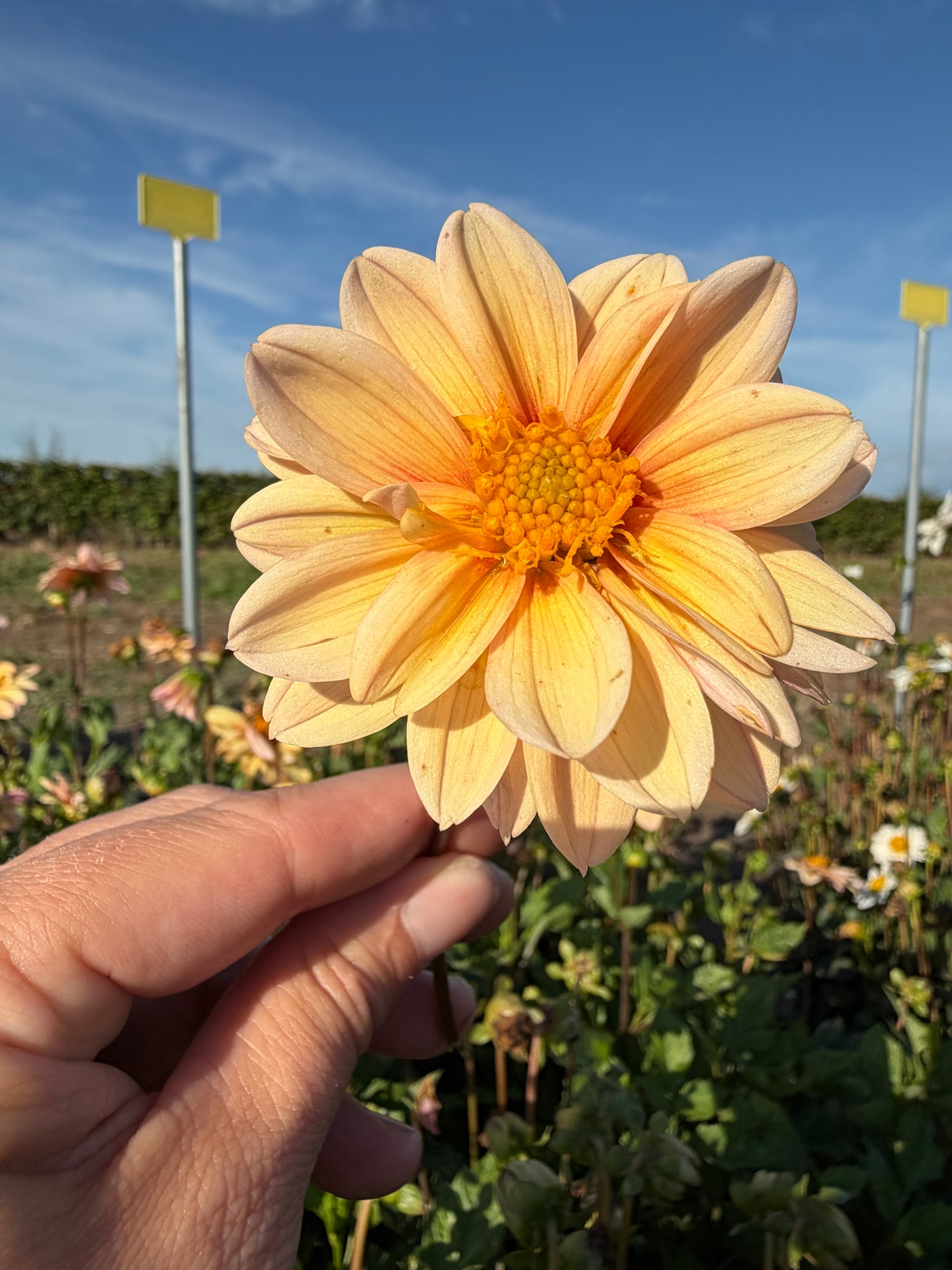 Dahlia Topmix Apricot