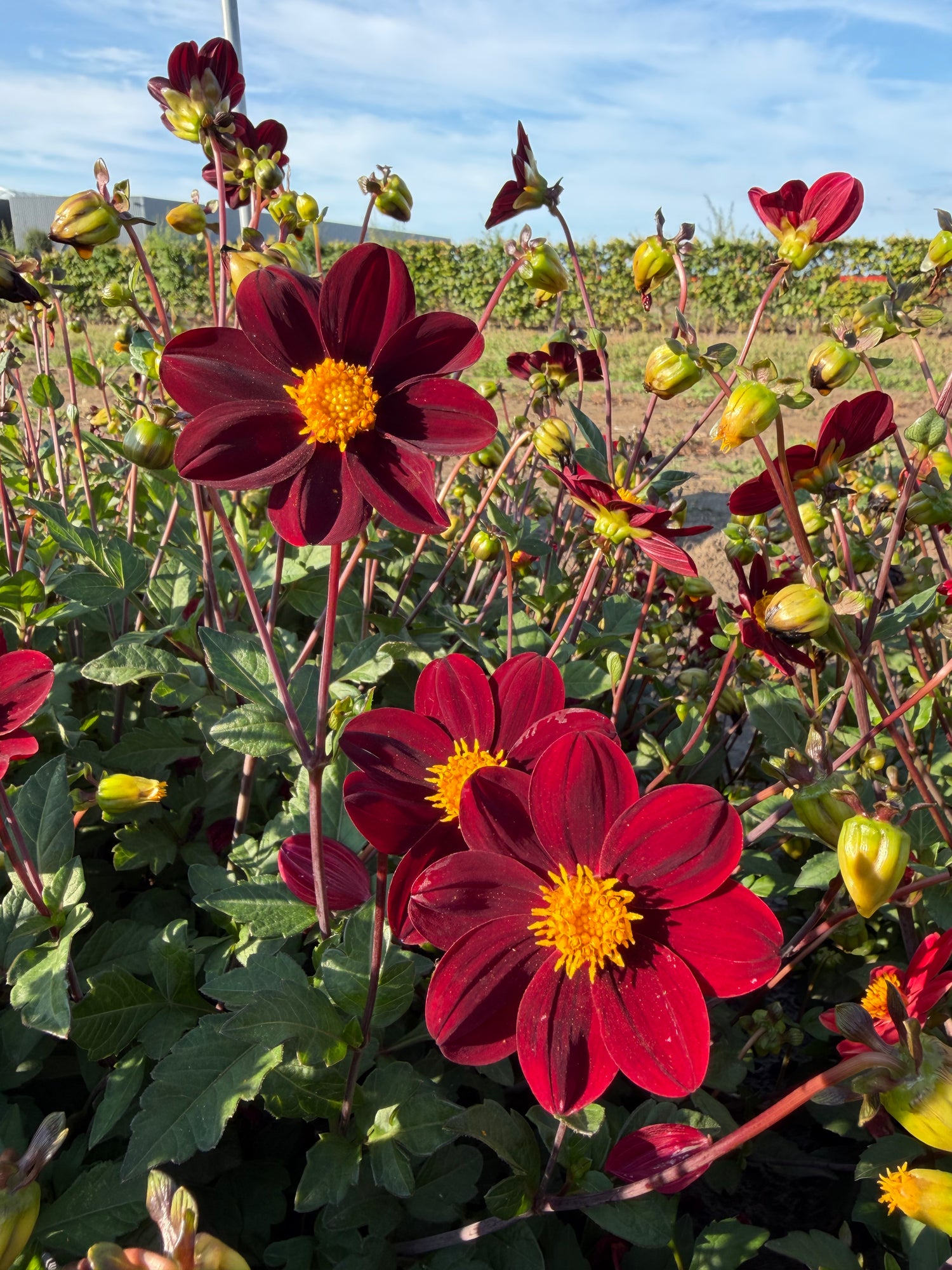Dahlia Topmix Purple