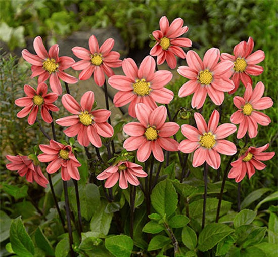 Dahlia Topmix Salmon