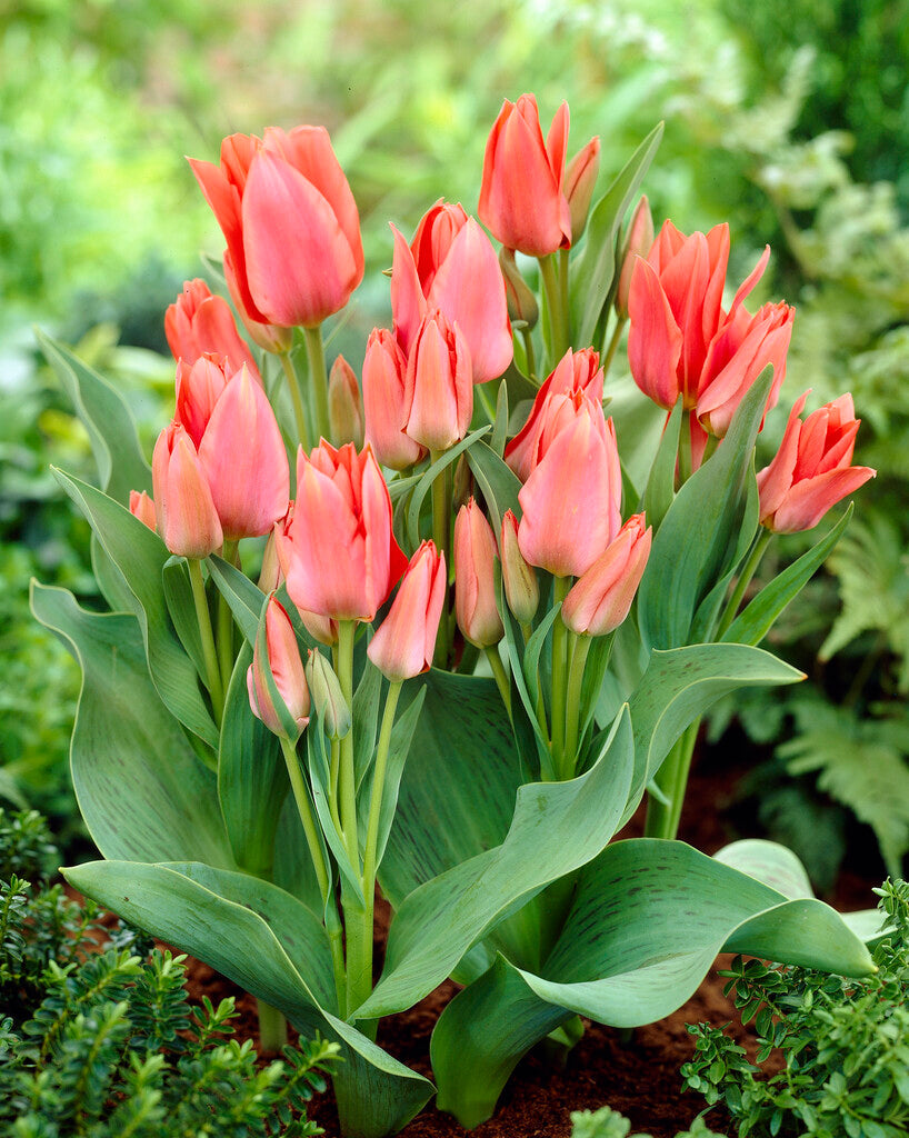 Tulipa Toronto