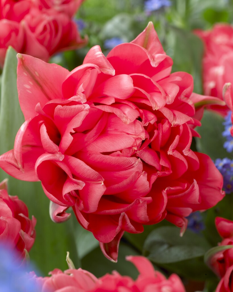 Tulipa Toronto Double