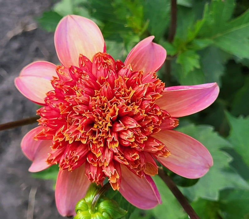 Dahlia Totally Tangerine