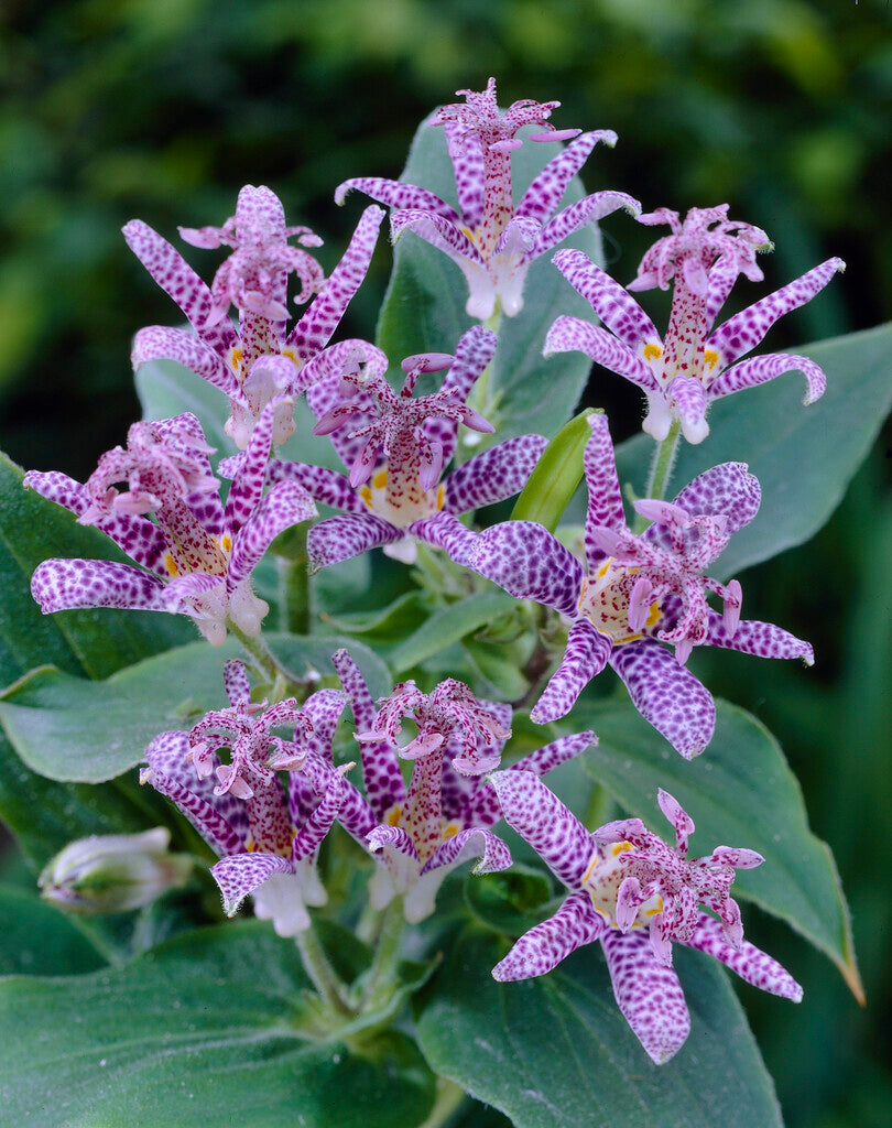 Tricyrtis Hirta