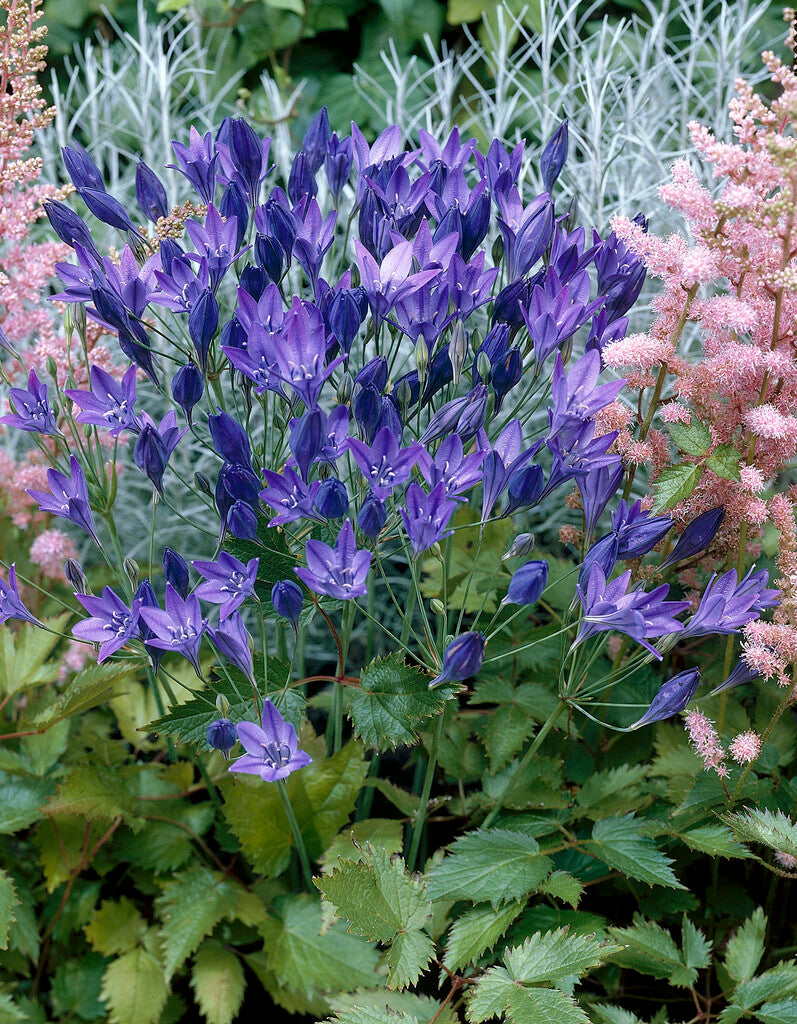 Triteleia Corrina