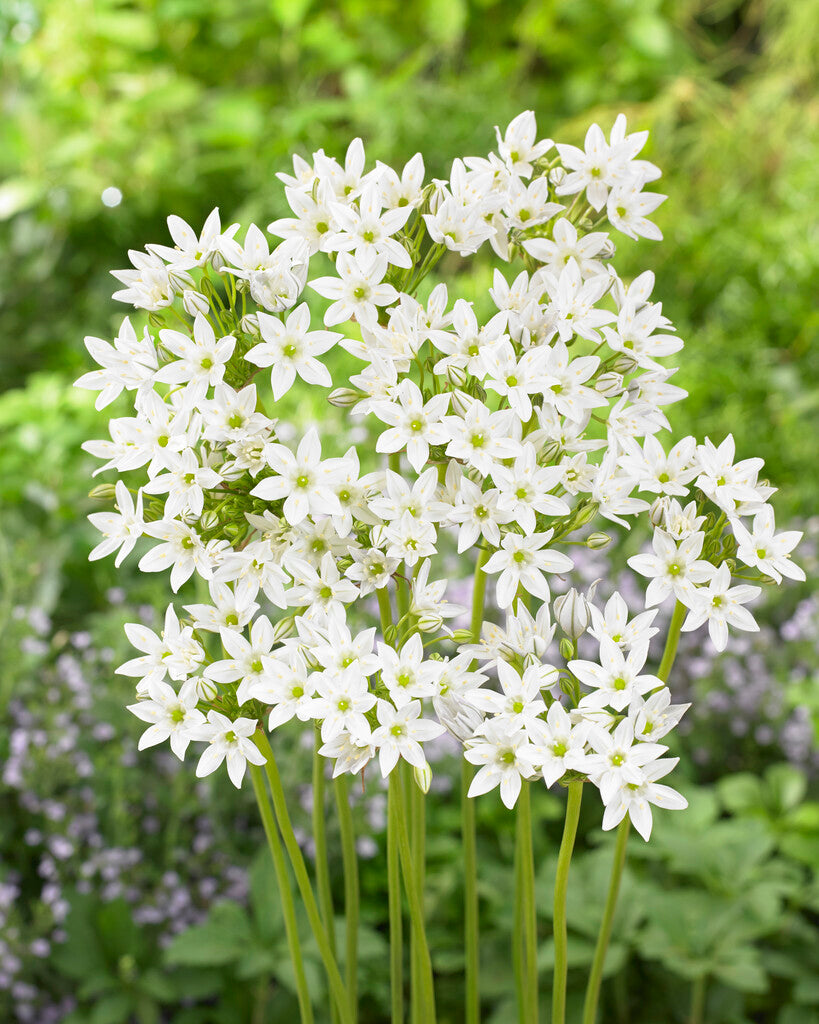 Triteleia hyacinthina