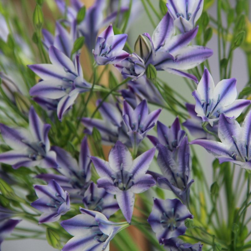 Triteleia Rudy