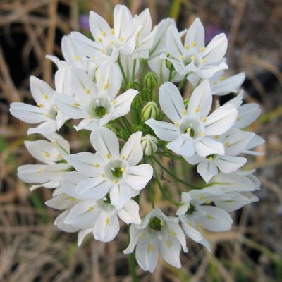 Triteleia Aquarius