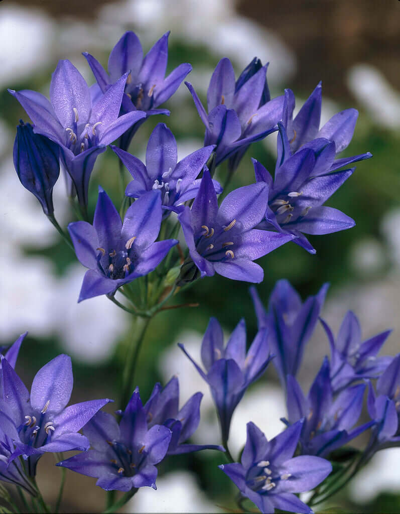 Triteleia Koningin Fabiola