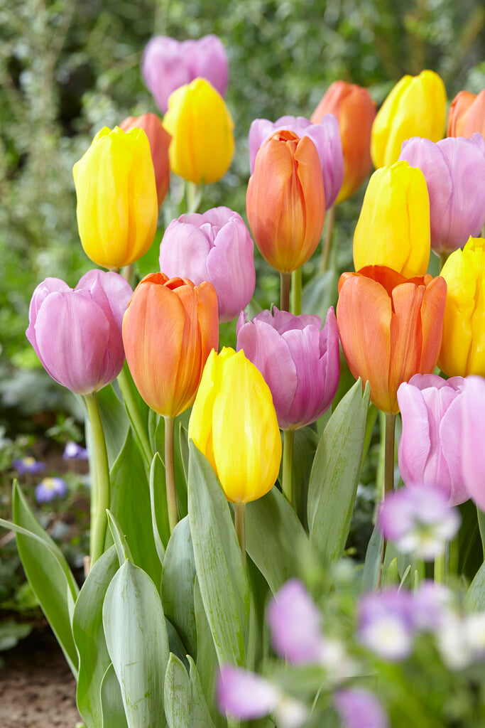 Tulpe Triumph Gemischt