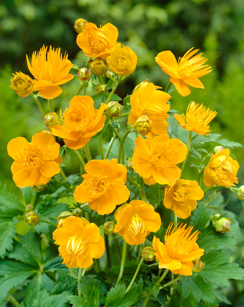 Trollius Goldene Königin