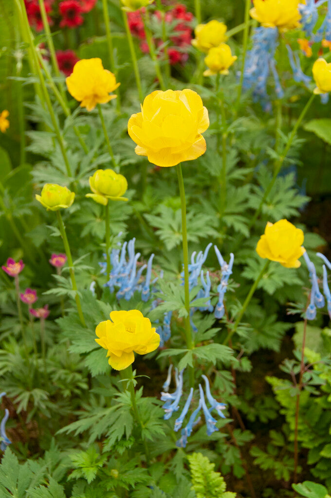 Trollius Lemon Supreme