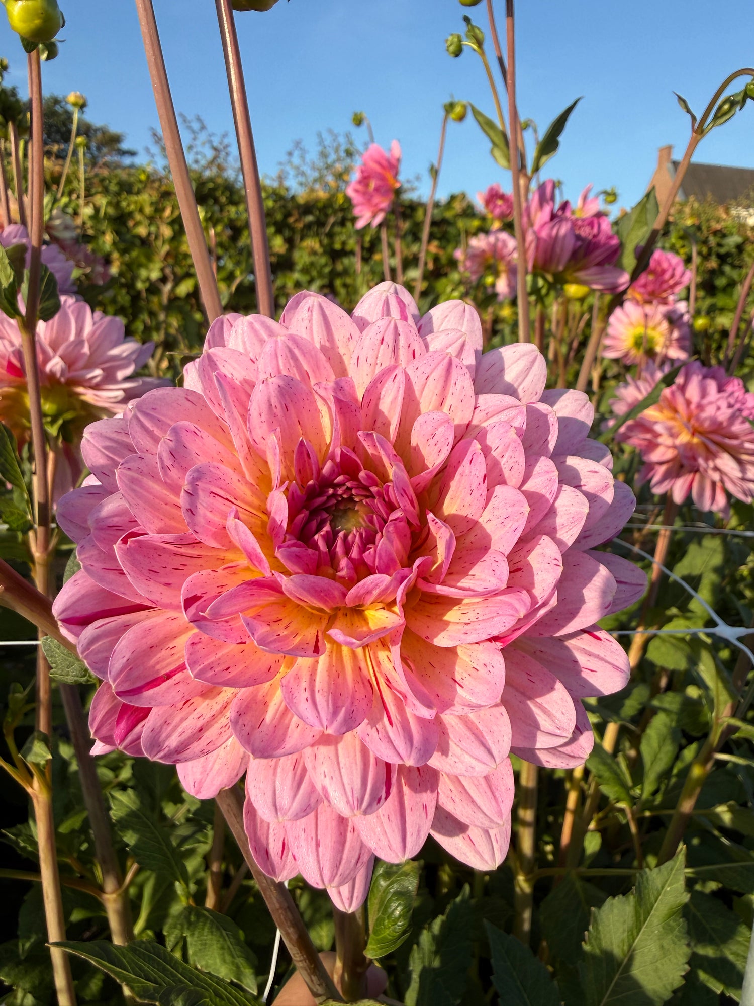 Tropical Dahlia