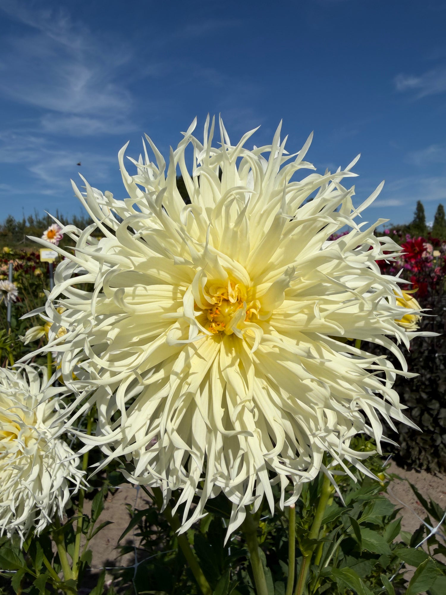 Dahlia the Messenger of the Moon