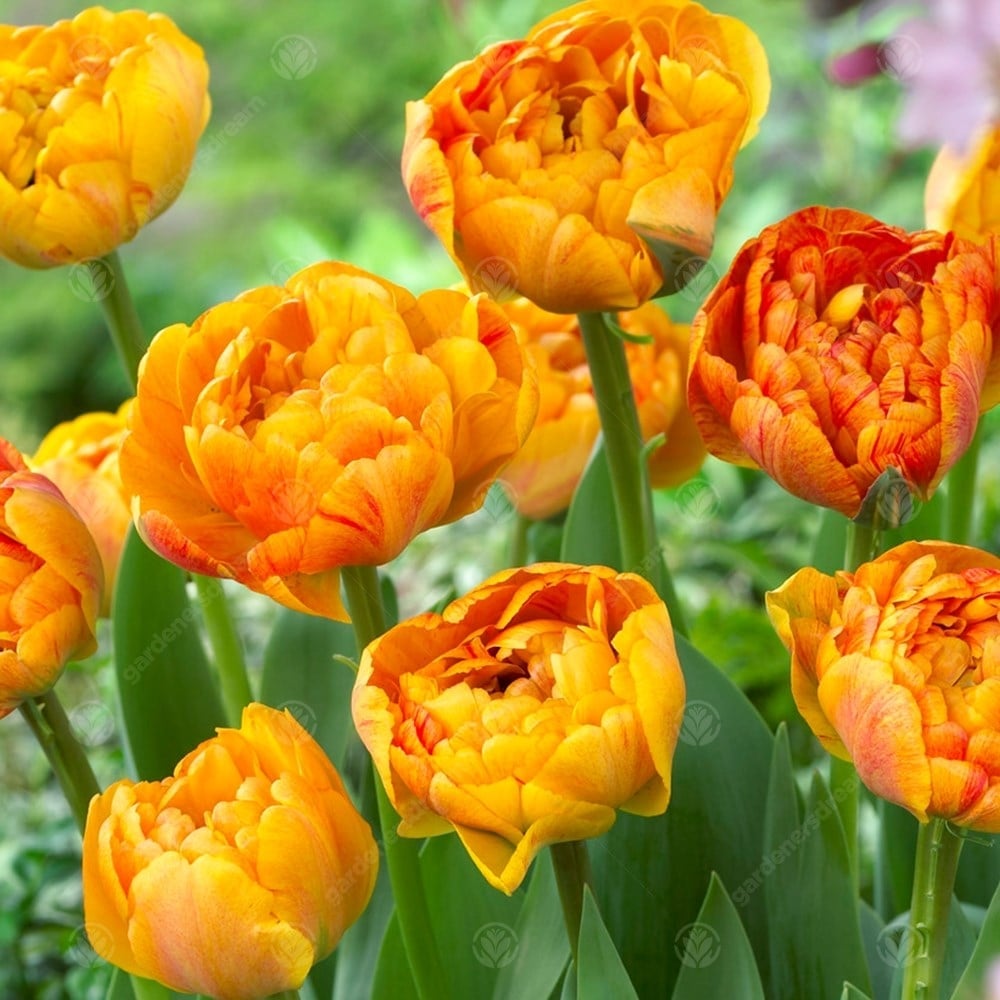 Tulipa Sun Lover