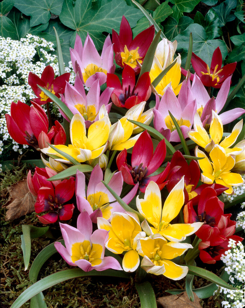 Tulipa Botanisch Mix 6/+