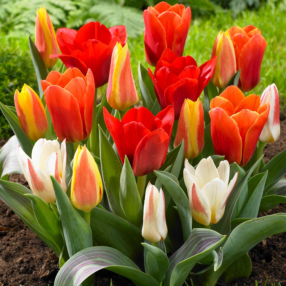 Tulipa Greigii Mix