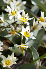 Tulipa Turkestanica