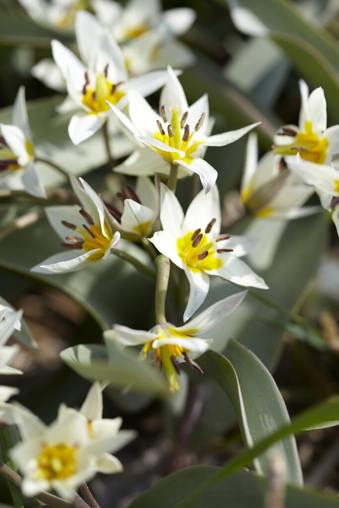 Tulipa Turkestanica