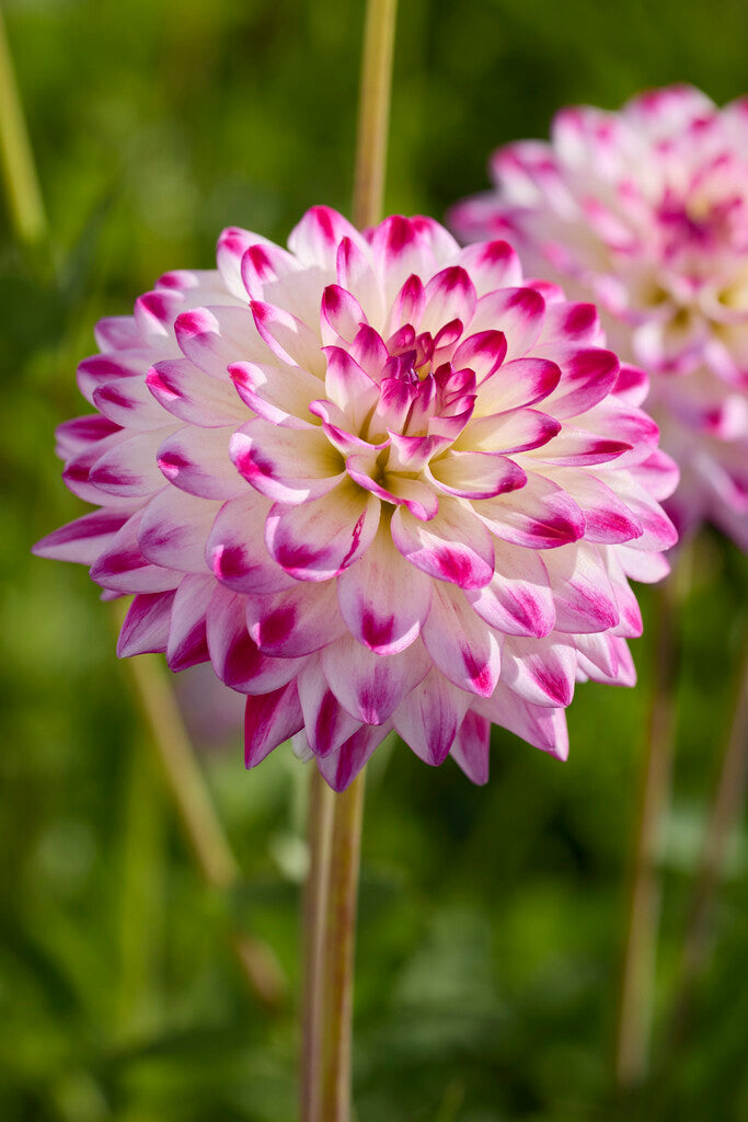 Dahlia Uncle Hankey