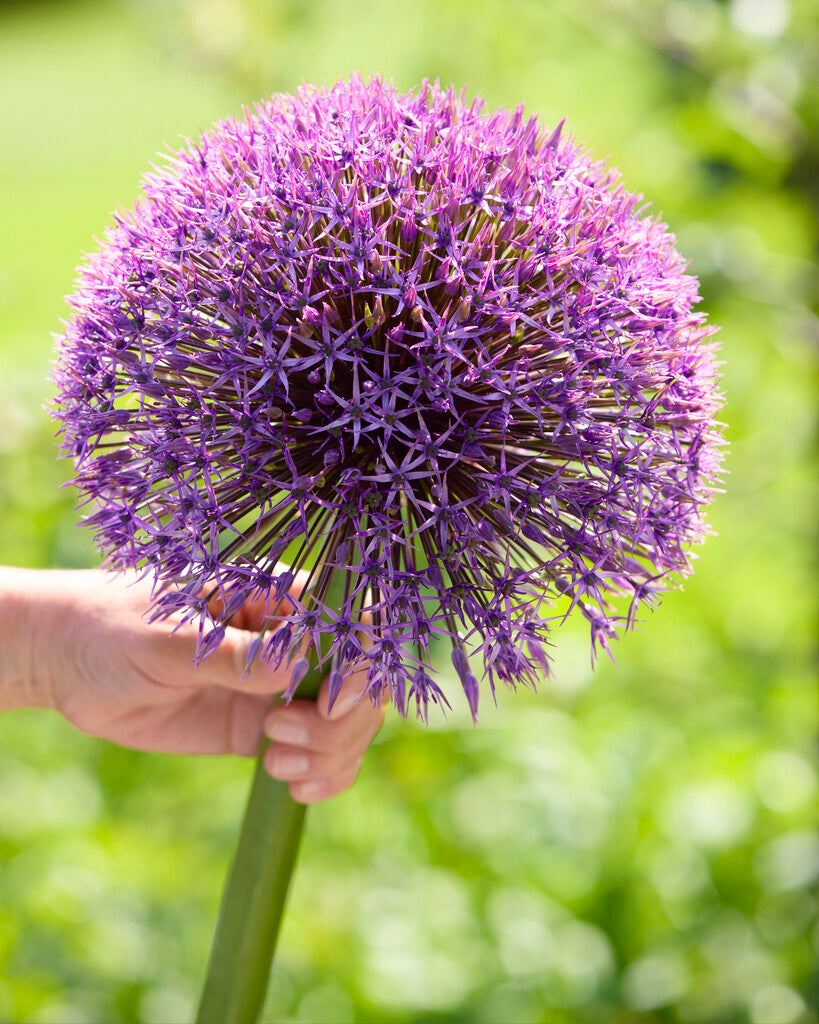 Allium Universe