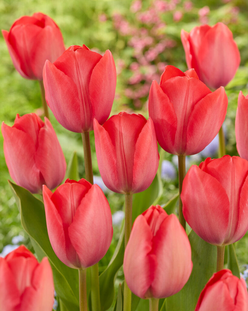 Tulipa van Eijk