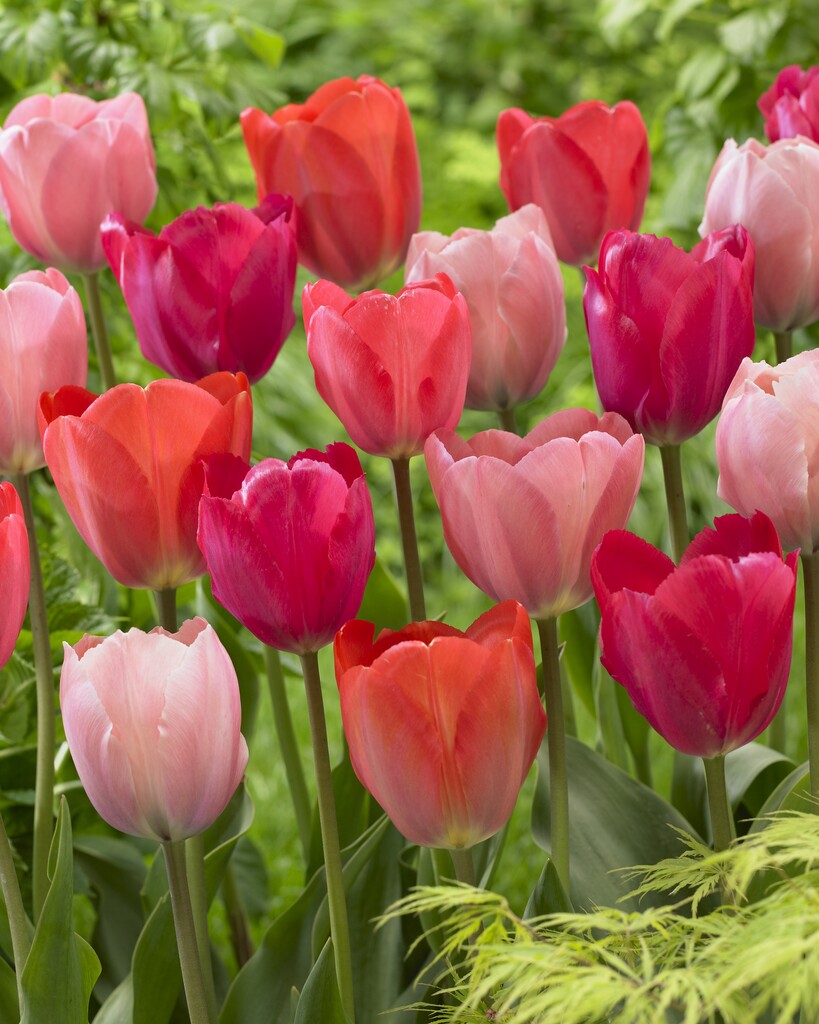 Tulipa van Eijk Mix