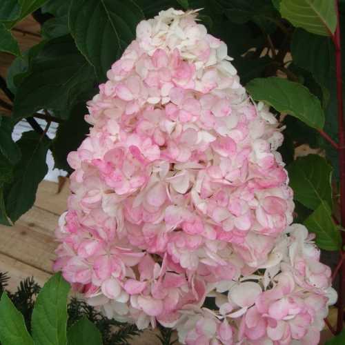 Hydrangea Paniculata Vanilla Fraise