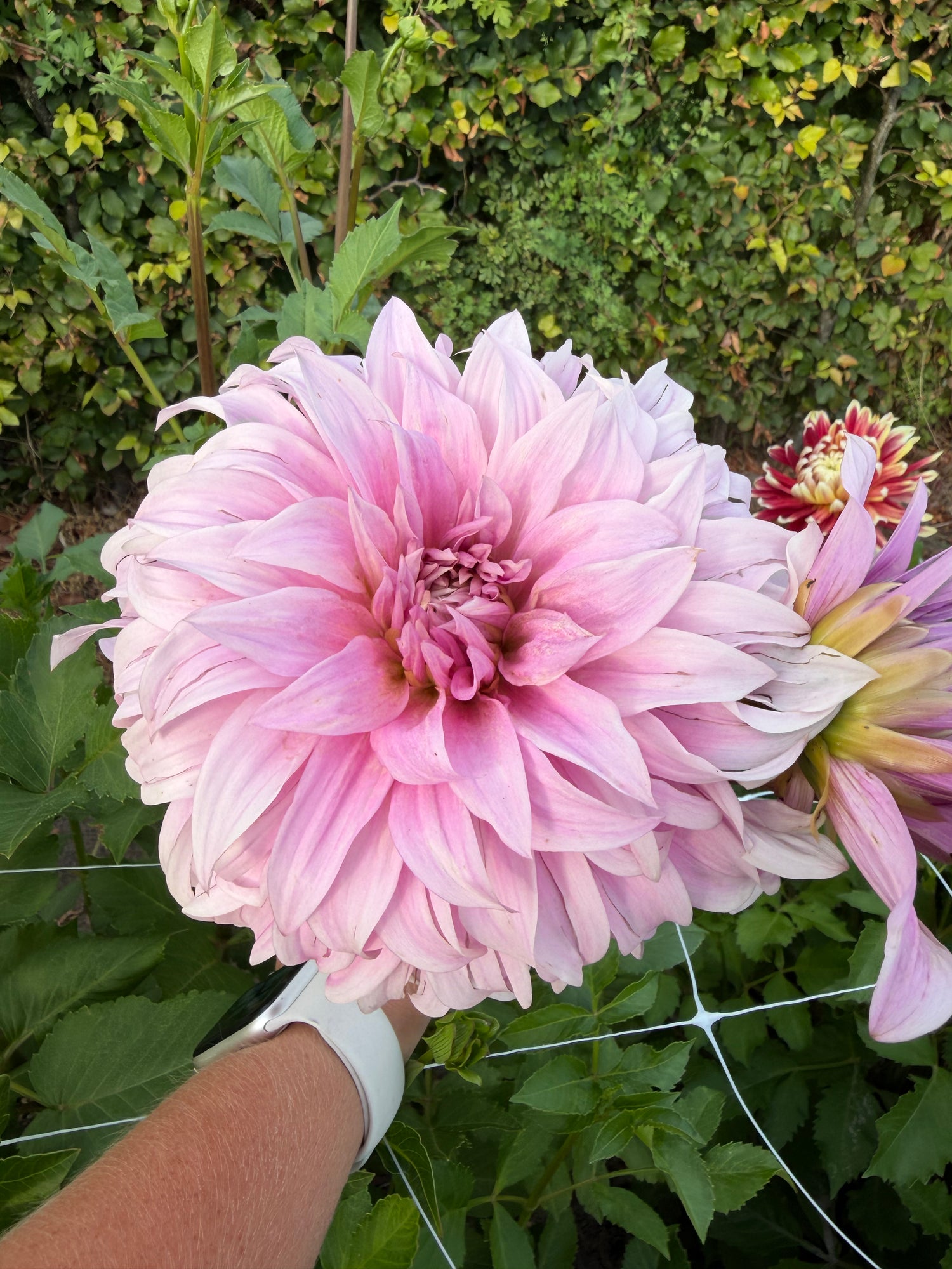 Dahlia Vassio Meggos